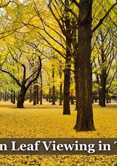 Koyo: Autumn Leaf Viewing in Tokyo