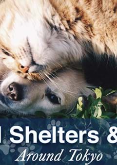 Animal Shelters and Nonprofit Organizations around Tokyo