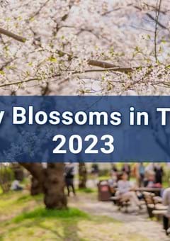 Cherry Blossoms in Tokyo 2023 - A Brief Guide to Hanami Culture & List of Popular Spots