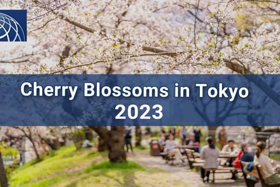 Cherry Blossoms in Tokyo 2023 - A Brief Guide to Hanami Culture & List of Popular Spots