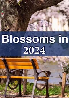 Cherry Blossoms in Tokyo 2024 - A Brief Guide to Hanami Culture & List of Popular Spots