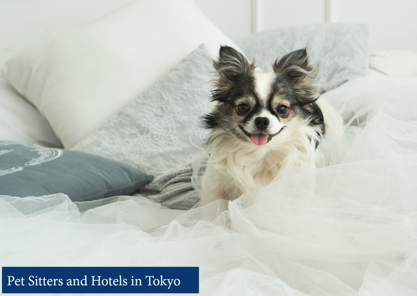 Pet Sitters And Hotels In Tokyo Plaza Homes Although It May Be Preferable To With Your Beloved Pet At All Times You Come Upon A Situation In Which The Place Are Traveling Doesn T Allow