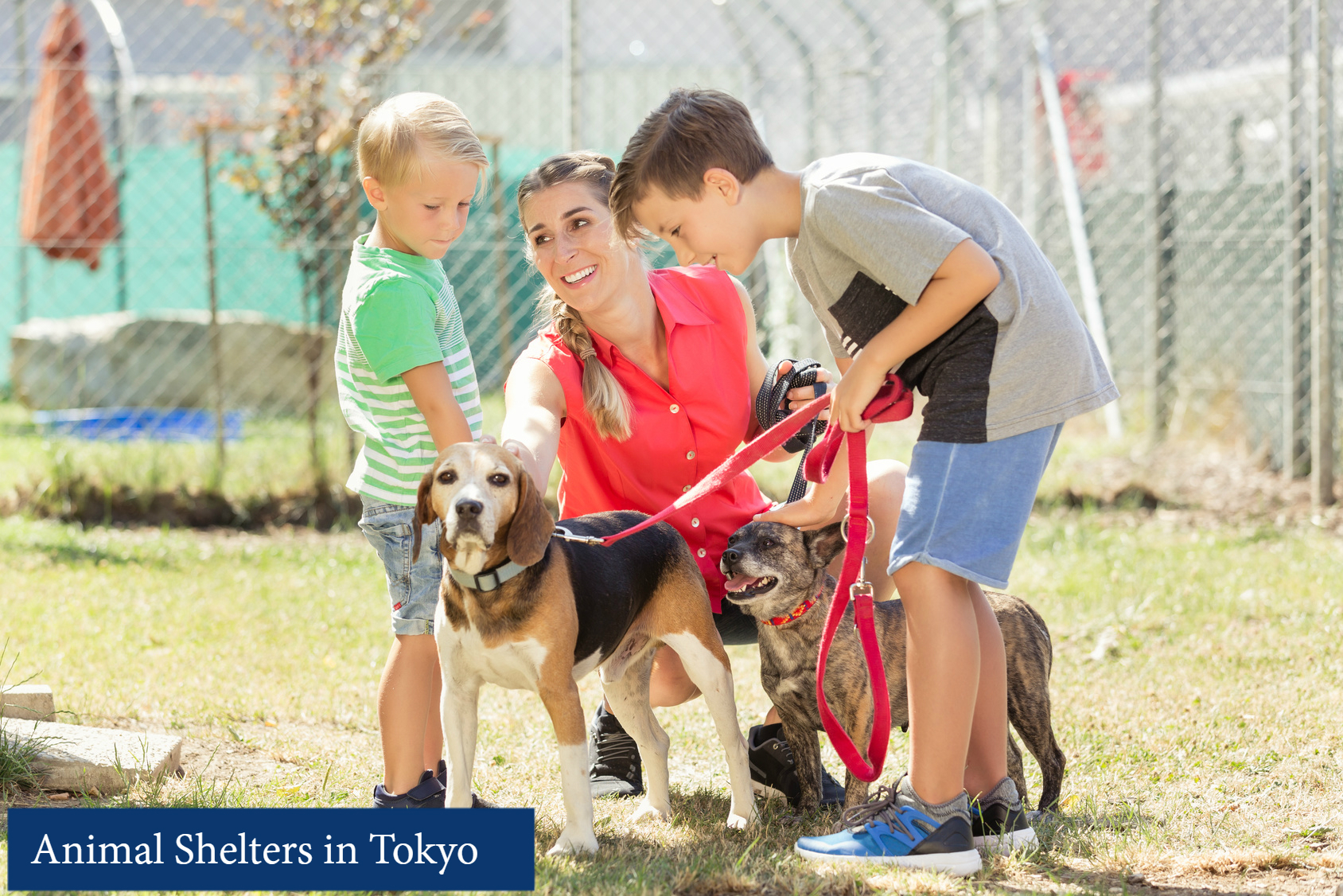 cat and dog adoption center