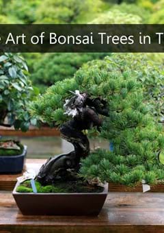 Tokyo Bonsai: How to Become an Expert Expat in the Art of Mini Trees