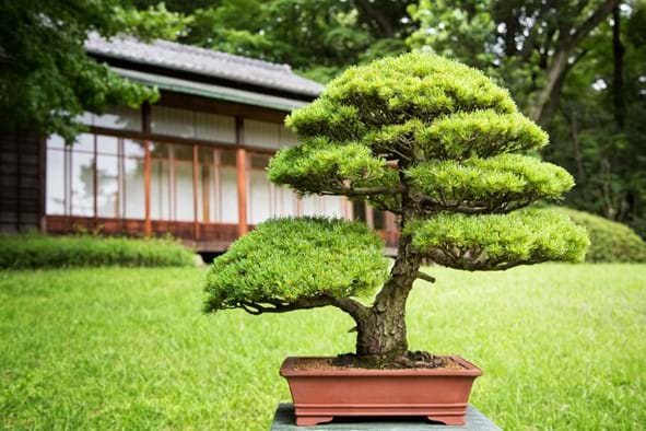 Tokyo Bonsai How To Become An Expert Expat In The Art Of Mini Trees Plaza Homes